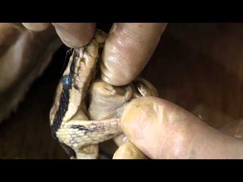 image-What are the body parts of snake?