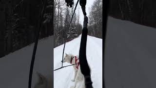#canicross #skijoring #doglover #dog #husky #malamute #greatpyrenees #itsahuskything #oskar #inuk
