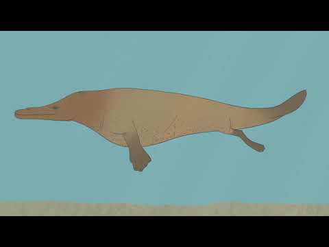 From Feet to Flippers: The Evolution of Whales