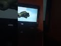 Opening And Closing To Care Bears Journey To Joke A Lot 2004 Vhs