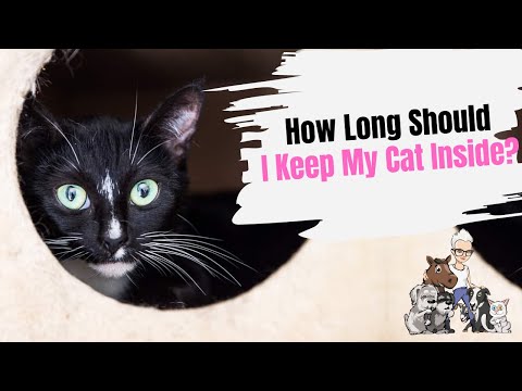 Episode 51: How Long Should I Keep My Cat Inside?