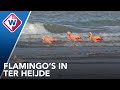 Pootjebaden in zee: flamingo's kiezen Westlandse kust uit - OMROEP WEST