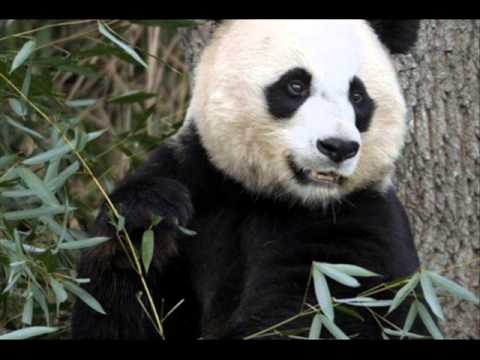 I SAW YOUR FAMILY AT THE ZOO KUNTPUNCHER FEATURING MERDUR;(EXCLUSIVE $HIT)