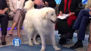 Shane Jacobson: Oddball | Studio 10 video