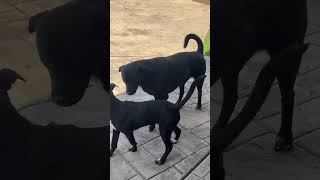 Video preview image #1 Chihuahua-Unknown Mix Puppy For Sale in MECHANICSBURG, PA, USA