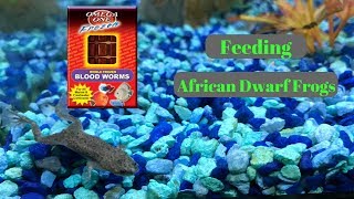 FEEDING AFRICAN DWARF FROGS