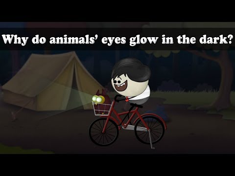 為什麼動物的眼睛在黑暗中會發光？ | #aumsum (Why do animals eyes glow in the dark? | #aumsum)