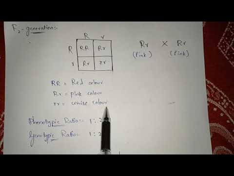 POINT MUTATION BY PHANINDRA GUPTHA