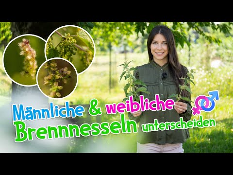 Weibliche und männliche Brennnesseln unterscheiden 🔍 Tipps für optimale Nutzung #wildkräuter #garten