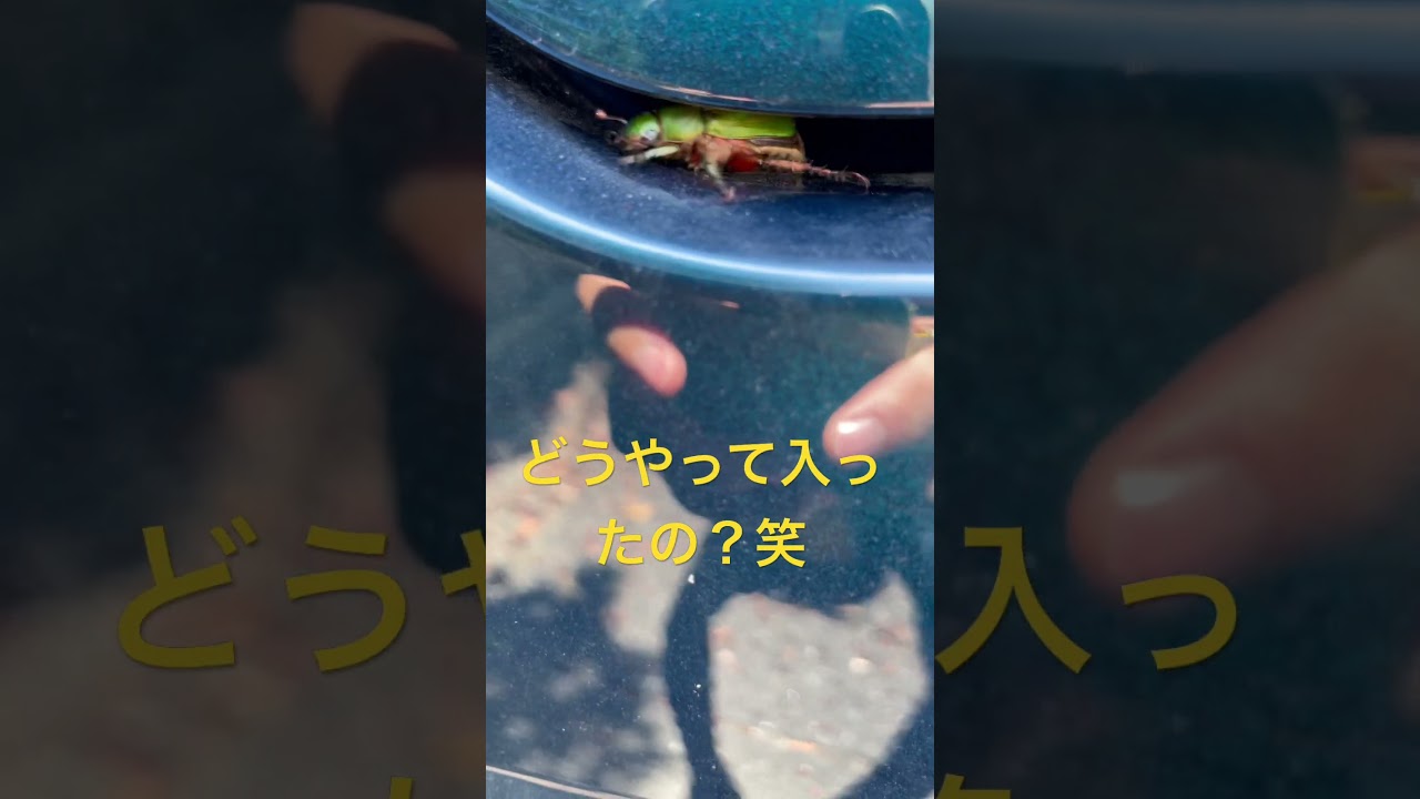 （閲覧注意⚠️）マジどうやって入ったの？笑