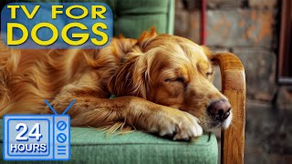 Dog Music: Video to Keep Your Dog Entertained & Anxiety-Free When Home Alone - Music for Dogs