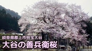 preview picture of video '【岐阜県郡上市】明宝 大谷の善兵衛桜'