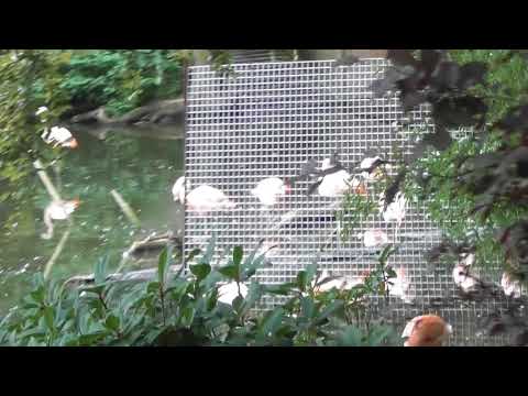 wildlife Flamingos seen from train ride at Colchester Zoo Britain UK 23Aug17 1228p