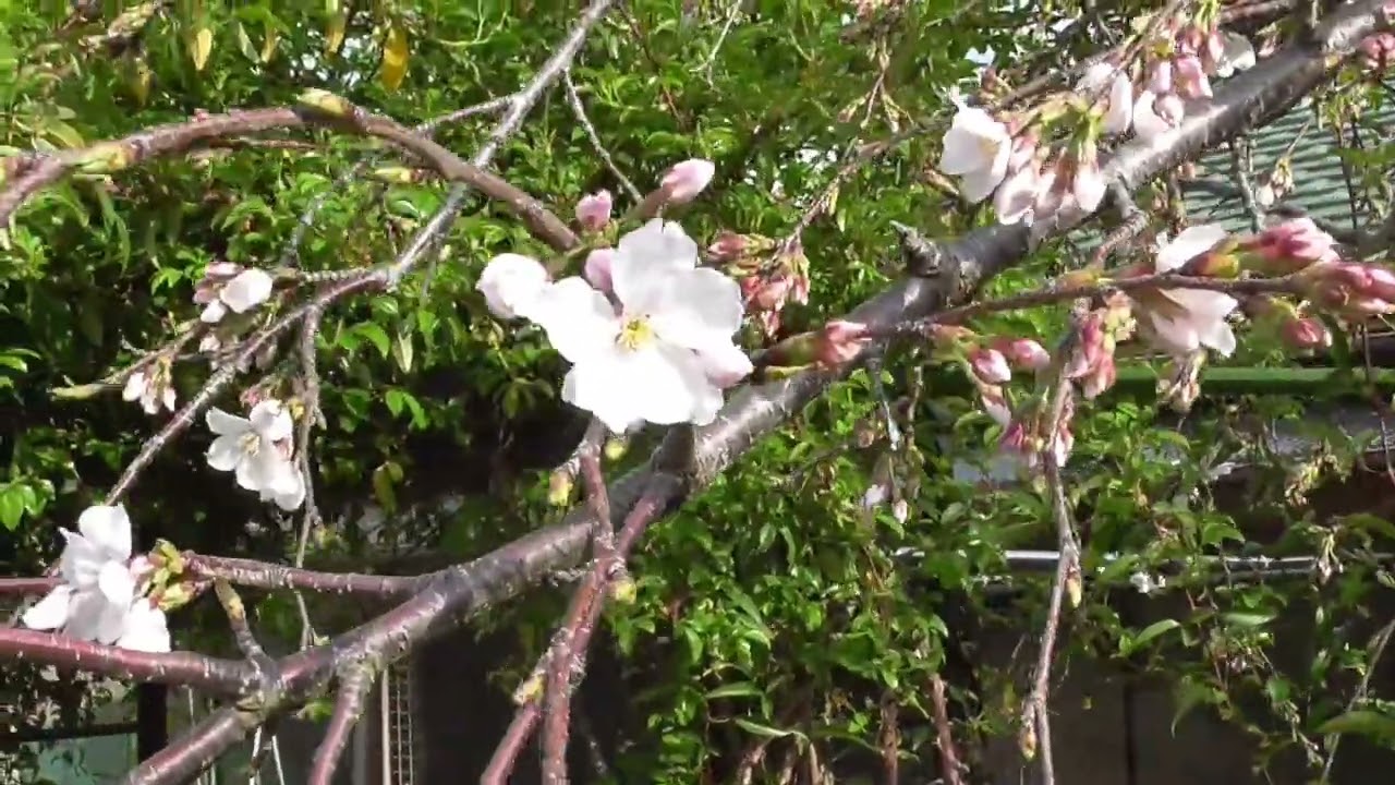 我が家のしだれざくら 開花宣言 令和8年3月31日