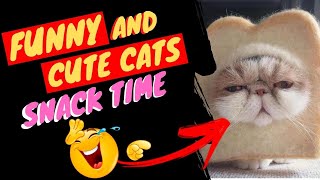 SUPER SHORTS 11 - FUNNY CATS AND CUTE