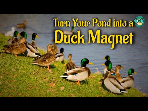How to Attract Ducks to Your Pond | How to attract mallard ducks | Ducks!! Mallards!! Wild ducks!!