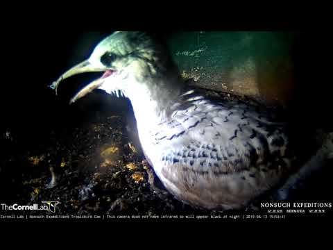 White-tailed Tropicbird Chick Sits Right Next To Cam – June 13, 2019