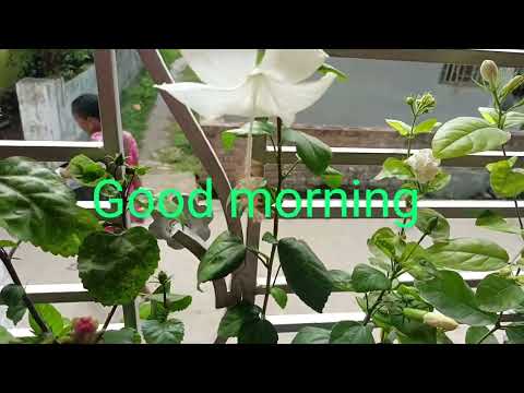 #Nijer Gacher 🌺🪷👌phool  phutle alada anuvuti#