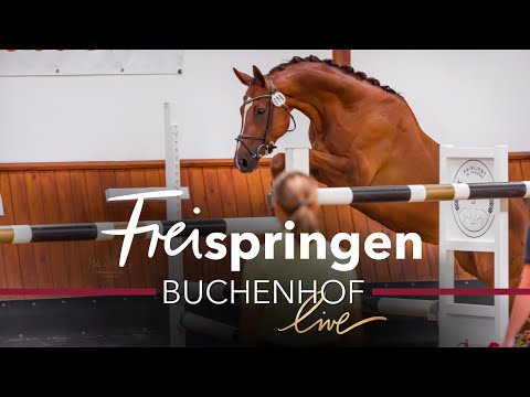 Live kommentiert - Stutenleistungsprüfung des Hannoveraner Verbands | Buchenhof live