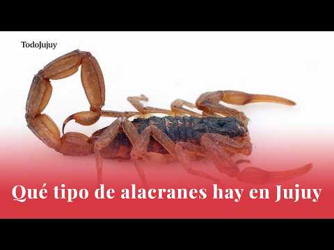 Qué tipo de alacranes hay en Jujuy y cuáles pueden ser peligrosos