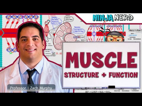 image-What is the functioning unit of muscle tissue?