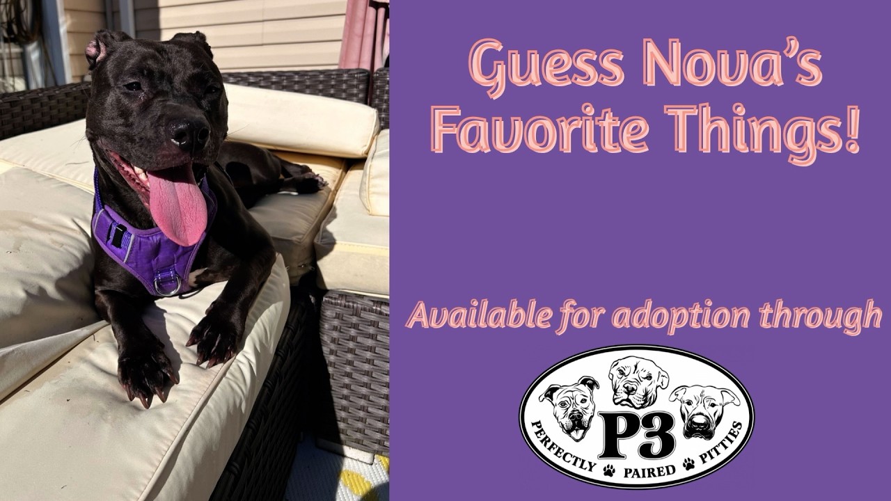 Enlarge Nova, a Adoptable Pit Bull Terrier in Rockville, MD video 6/6
