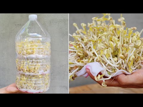 Amazing ideas for Making Flower Pot Recycling plastic Bottles into flower Pot