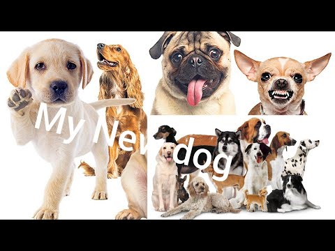 My New Dog 🐕🐕🐕🐕 🐕