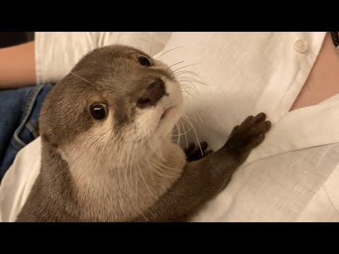 ã‚«ãƒ¯ã‚¦ã‚½ã•ãã‚‰ ã‚ã”ãŸã·ãŸã·ã—ã™ãŽãŸã‚‰ã¡ã‚‡ã£ã¨å™›ã¾ã‚ŒãŸ otter whose chin ...