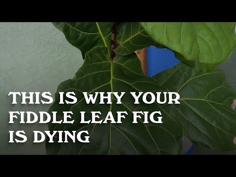 image-Why are my fiddle leaf figs leaves falling off?