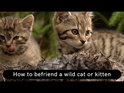 How to befriend a wild cat or kitten Updated 2021