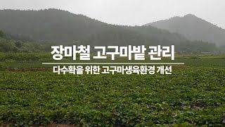 장마철 고구마밭 관리