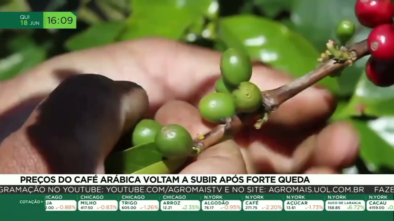Preços do café arábica voltam a subir após forte queda