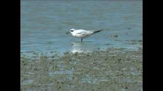 preview picture of video 'New Zealand Bird: Gull billed Tern consumes crab'