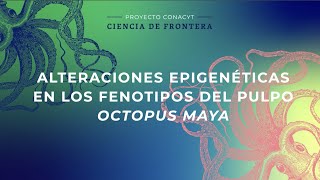 Alteraciones epigenéticas en los fenotipos del pulpo Maya