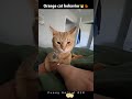 Part82丨Orange Cat Behavior Funnyanimals Funnycat Orangecat Fyp Foryou Viralvideo Catlover