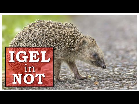 Tips & tricks for quickly helping hedgehogs