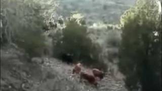 preview picture of video 'Working ranch vacations in the Gila Wilderness New Mexico'