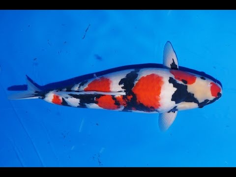 Koi Fish Problem Video