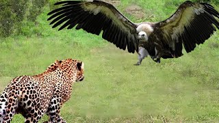 The Eagle Attacked When It Saw A Leopard Entering Its Territory To Hunt & A Dramatic Battle Ensued!
