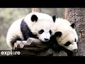 LIVE Giant Panda Cam Wolong Grove Explore Org