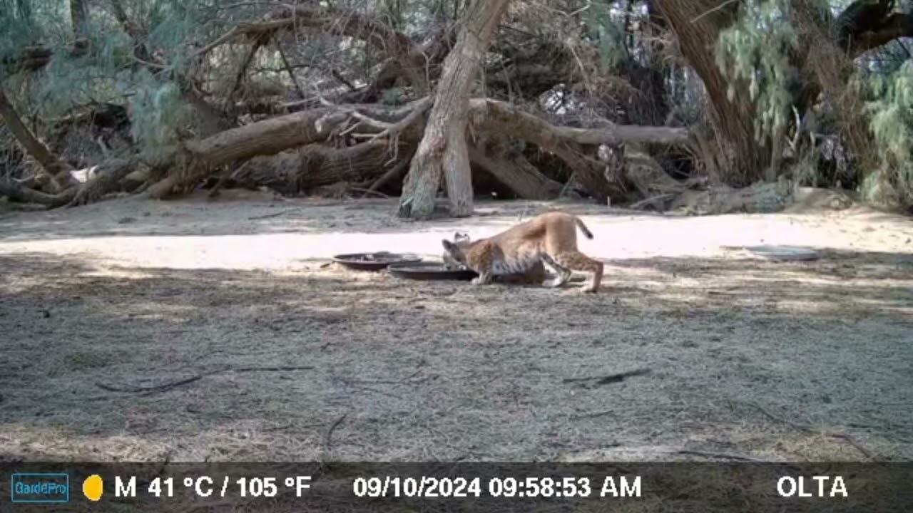 S2E21: Momma Bobcat And Her Kittens Drink At The Water Saucers Before She Calls Out To Them And Off They Go