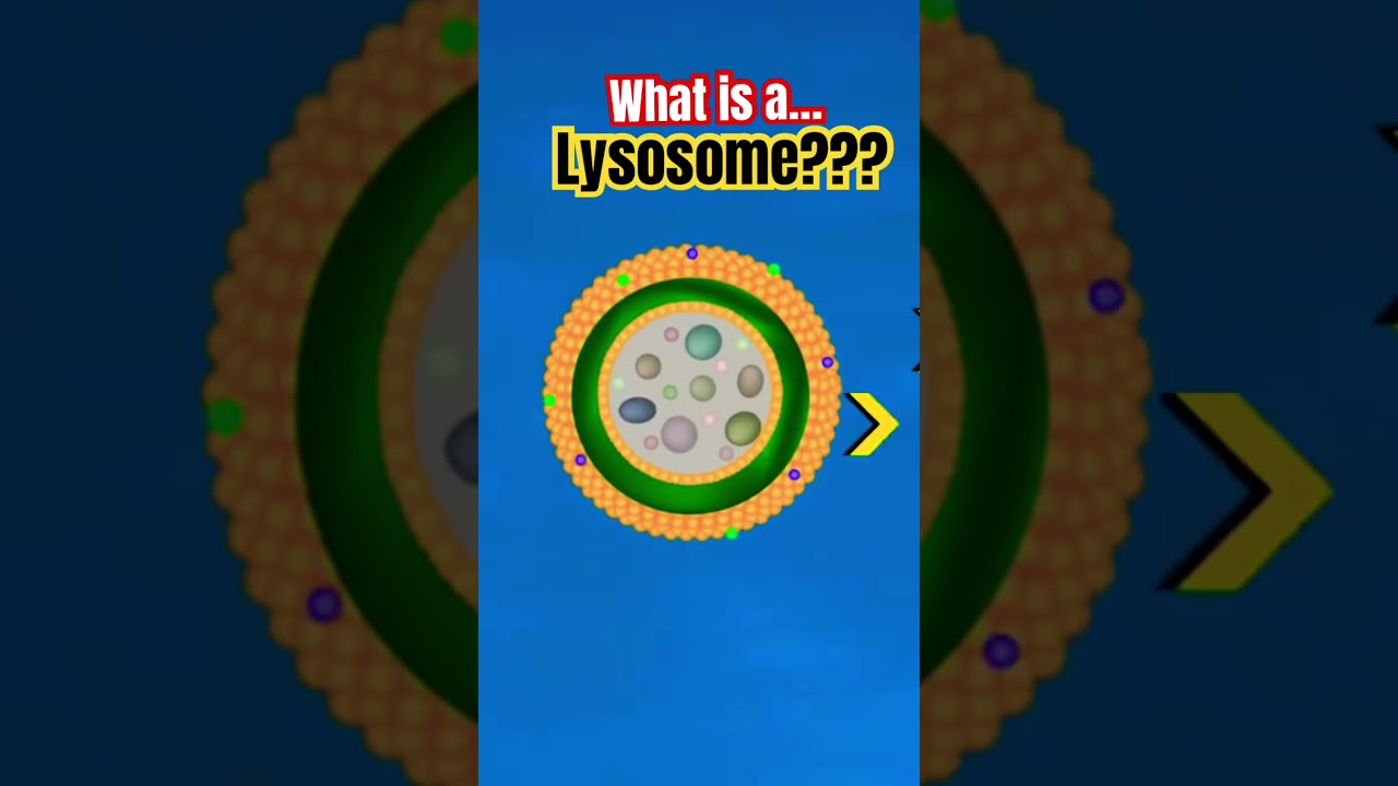 🔬 What is a Lysosome? What are Lysosomes? Lysosome Explained #lysosome #lysosomes #biology #thecell