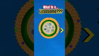 🔬 What is a Lysosome? What are Lysosomes? Lysosome Explained #lysosome #lysosomes #biology #thecell