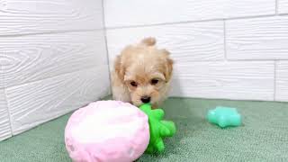 ハーフ犬の動画01