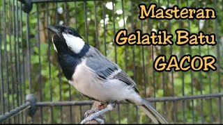 Download lagu PANCINGAN SUARA BURUNG GELATIK BATU GACOR FULL ISIAN mp3 Download lagu PANCINGAN SUARA BURUNG GELATIK BATU GACOR FULL ISIAN mp3