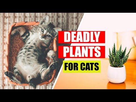 🐈 53 Plants Toxic to Cats! Houseplants that could kill your cat! 🐈