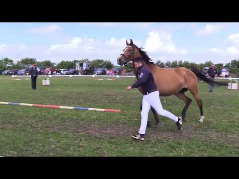 Holsteiner Fohlenschau Föhr 2023 | SF | Million Dollar – Livello | St. 3200 | Ocke Riewerts