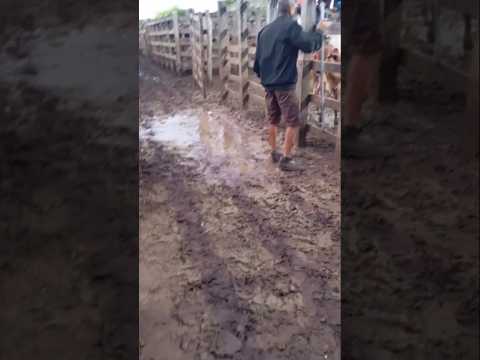 Feira do Gado em Tabira Pernambuco com muita Lama 29/04/2026 #nordeste