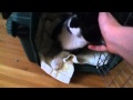 DJ The World S Friendliest Cat